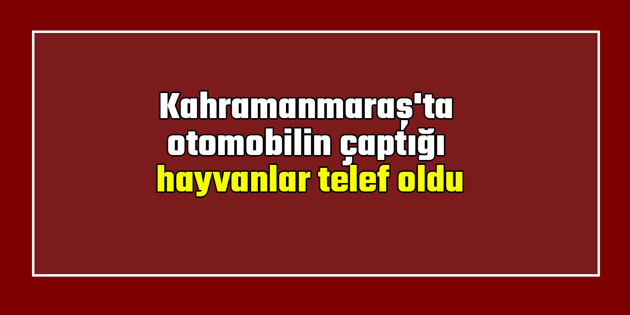 Kahramanmaraş'ta otomobilin çaptığı hayvanlar telef oldu