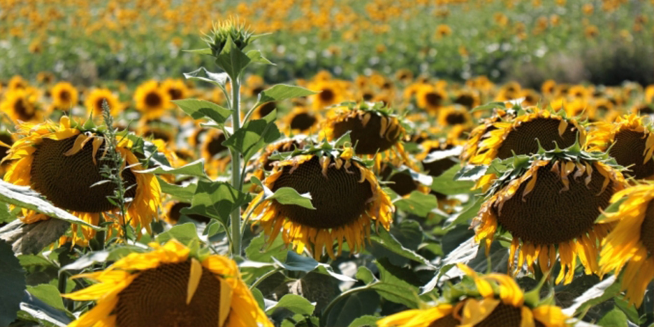 Elbistan’da üretilen ayçiçekleri 26 ülkeye ihraç ediliyor