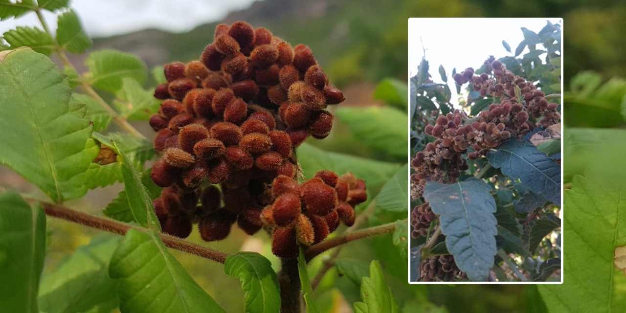 Kahramanmaraş’ta sumak ekşisi hasadı başladı