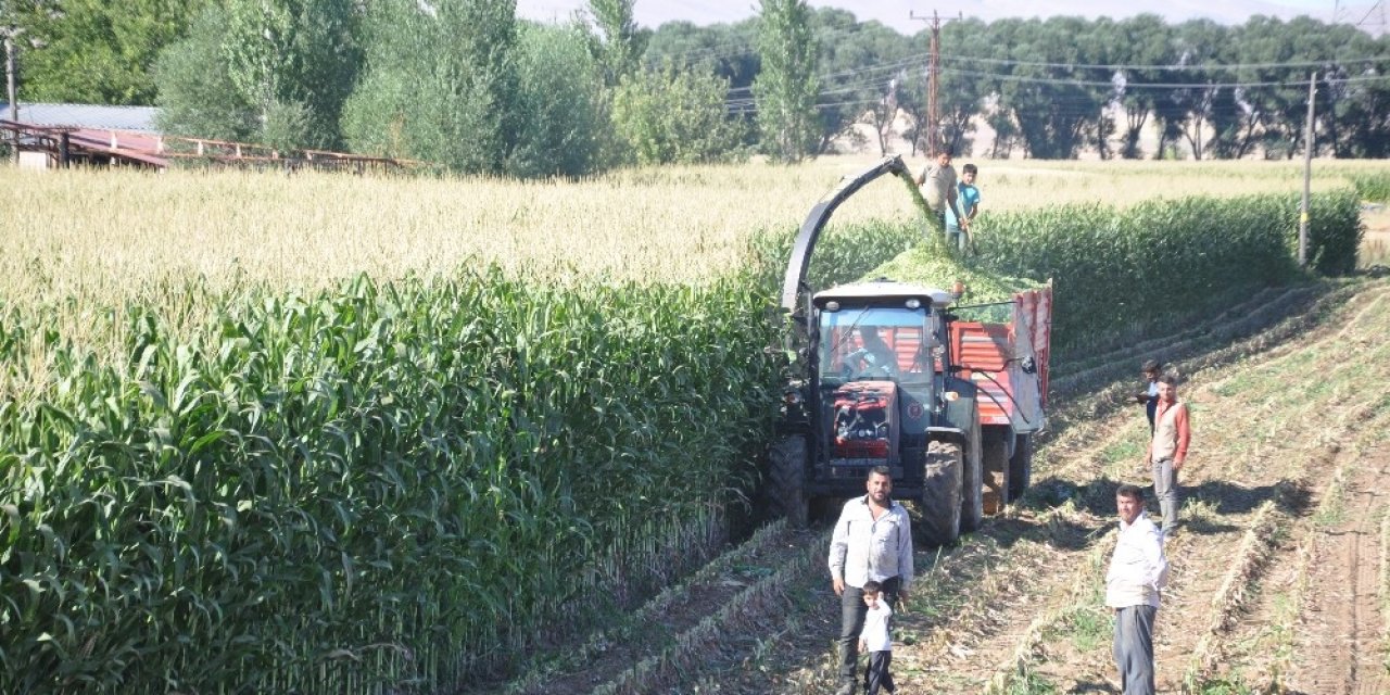 Elbistan'da Silajlık mısır eken çiftçinin yüzü gülüyor