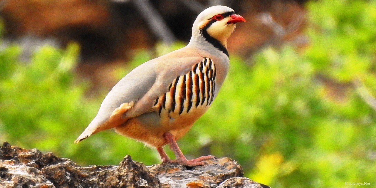 Kahramanmaraş’ta üretilen keklikler doğaya salındı