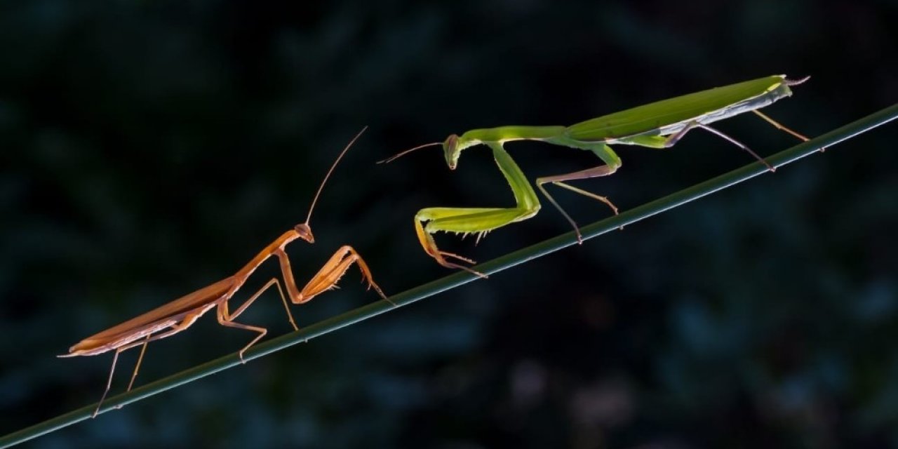 Kahramanmaraşlı fotoğrafçı peygamberdevesinin peşinde