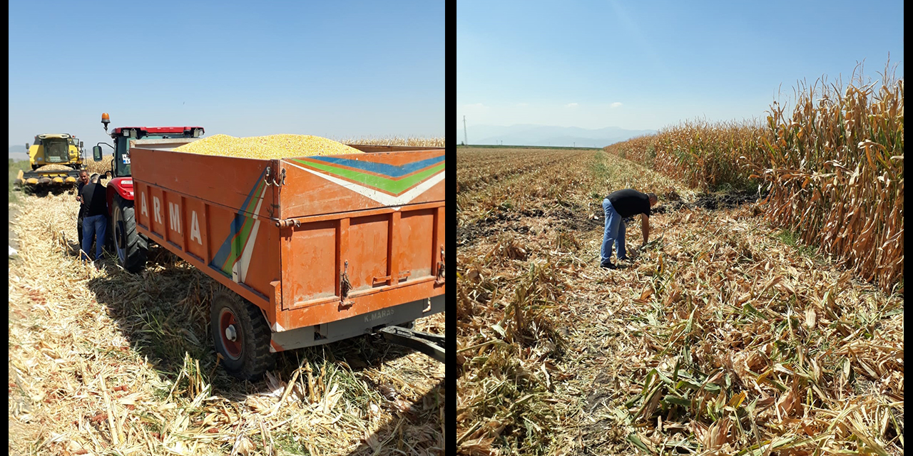 Türkoğlu’nda dane mısır hasadı devam ediyor