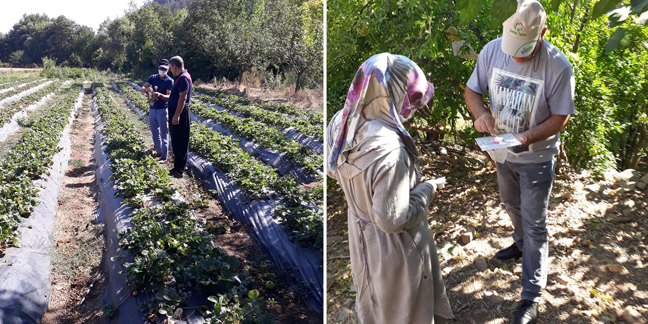 Türkoğlu’nda ürün veriminin arttırılması için bahçe kontrolleri yapılıyor