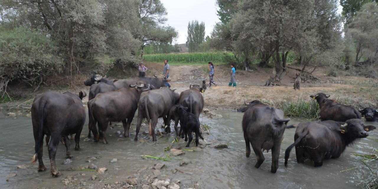 Kahramanmaraş'ta kilosu 10 TL'ye satılan manda sütü yok satıyor