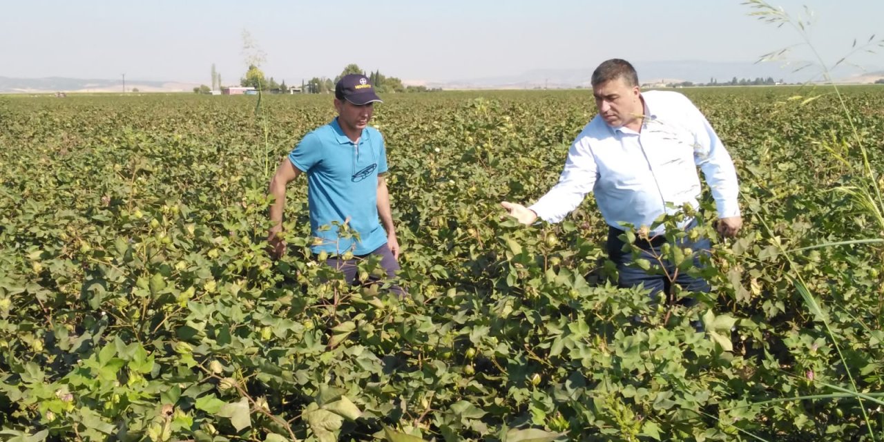 Türkoğlu'nda pamuk üretim alanlarında kontroller devam ediyor