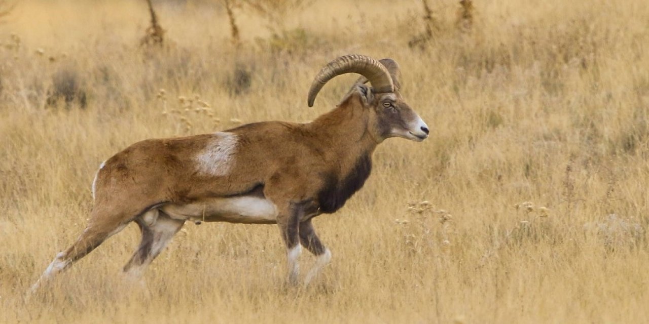Kahramanmaraş'taki yaban koyunlar, GPS ve drone ile korunuyor