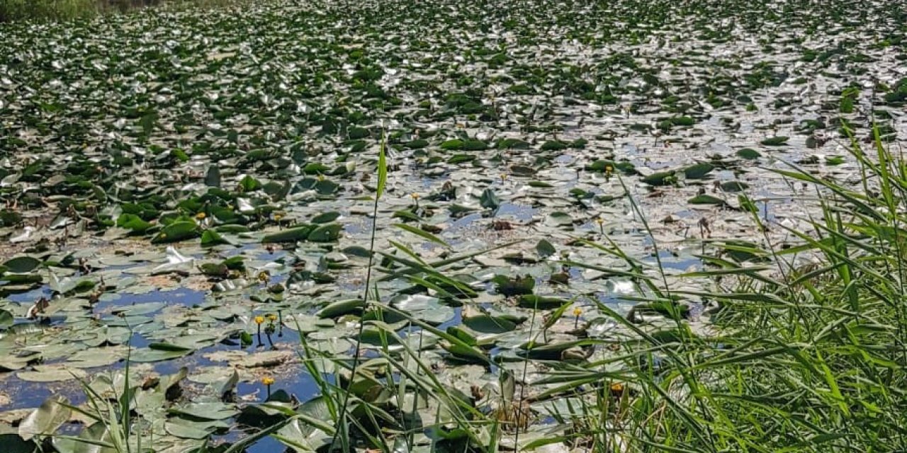 Kahramanmaraş'taki Nilüfer Gölü koruma altına alınmayı bekliyor