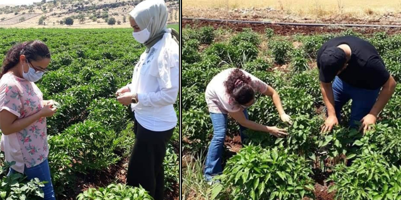 Türkoğlu’nda çiftçilere kırmızıbiber bilgilendirmesi yapıldı