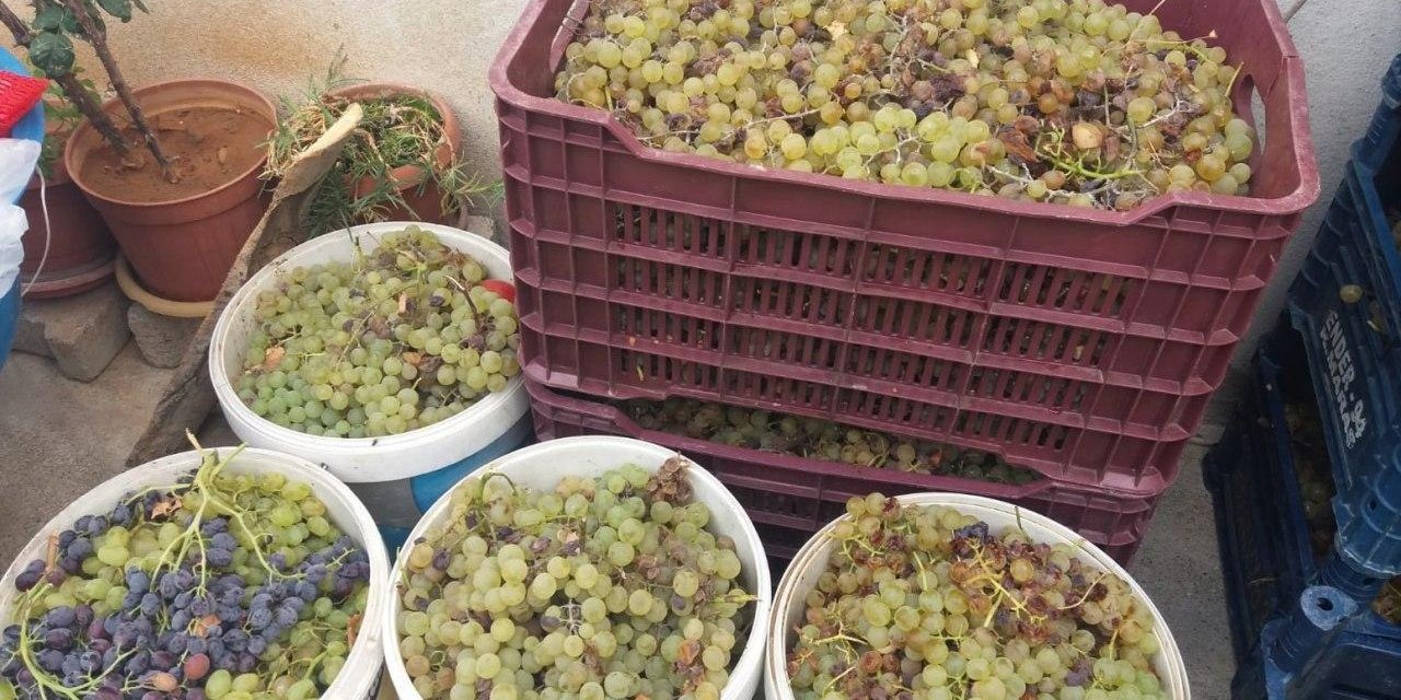 Kahramanmaraş’ta bu yıl 70 bin ton üzüm rekoltesi bekleniyor
