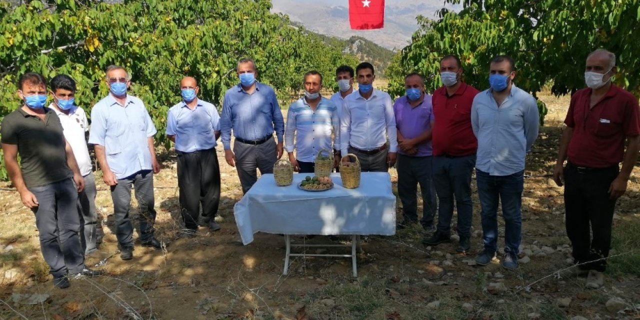 Kahramanmaraş’ta ceviz bahçesinde hasat şenliği