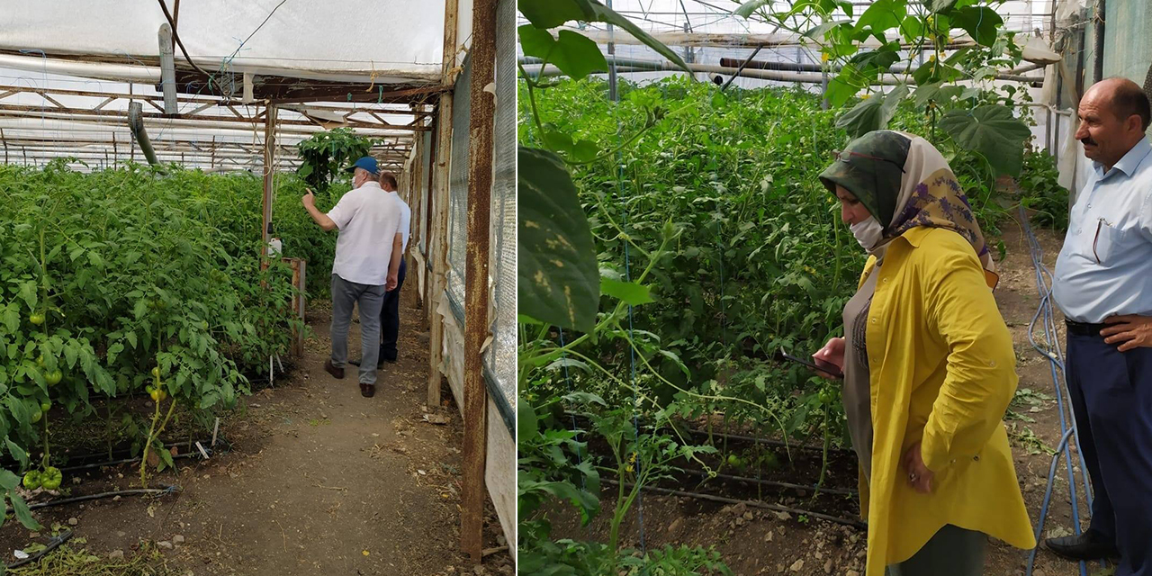 Kahramanmaraş’taki seralarda inceleme yapıldı