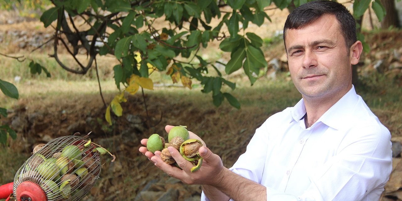 Patentli Efsus46 cevizinin hasadı Afşin'de başladı!