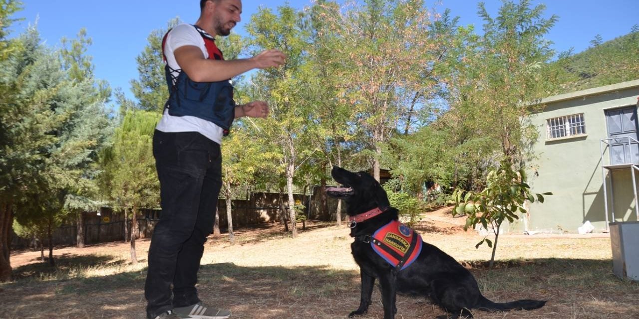 Kahramanmaraş'taki narkotik köpeği jandarmanın gururu oldu