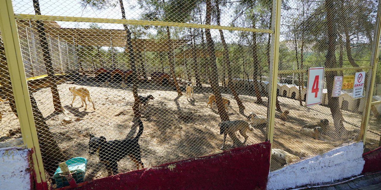 Kahramanmaraş’taki hayvan merkezi 4 bin cana yuva oldu