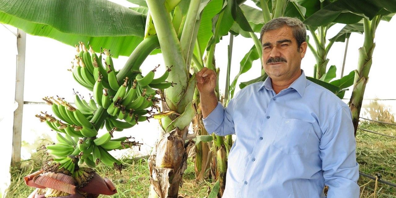 Kahramanmaraş’ta artık ‘Muz’ üretiliyor