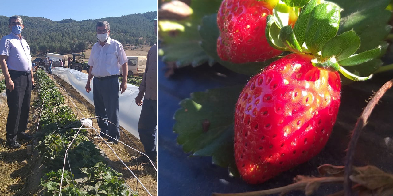 Kahramanmaraş’ta çilek yetiştiriciliği yaygınlaştırılıyor