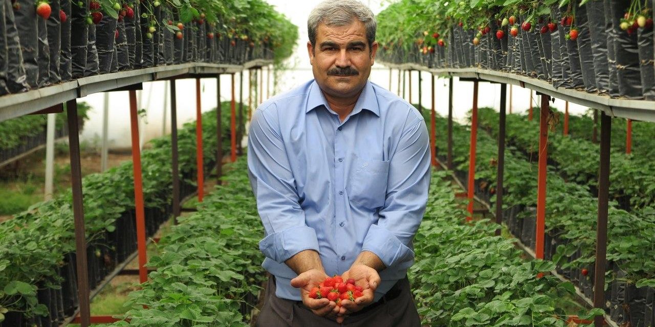 Kahramanmaraş’tan Rusya’ya çilek sevkiyatı başlıyor