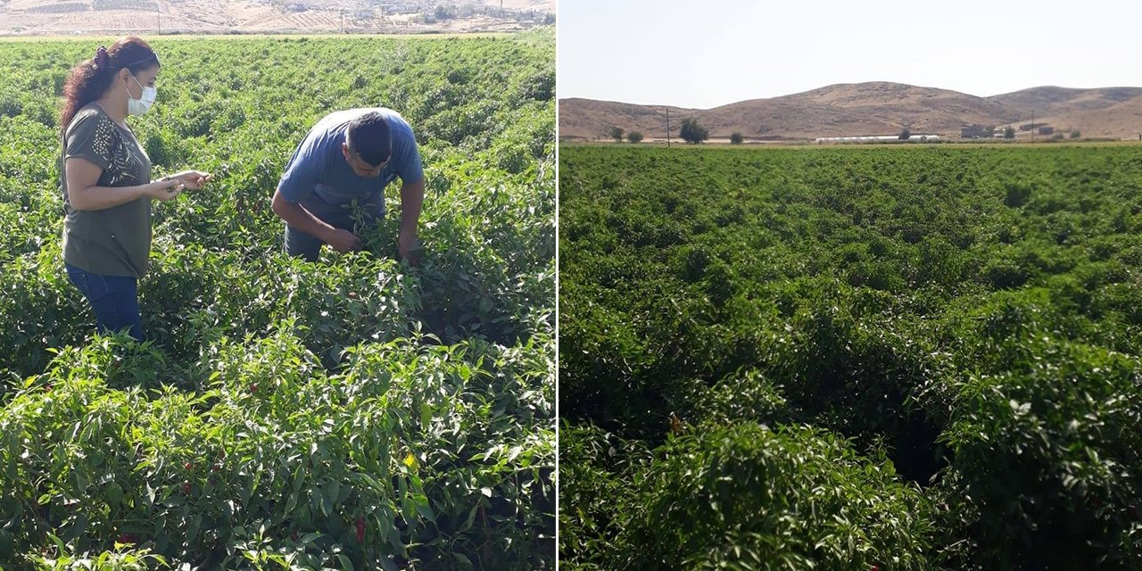 Türkoğlu’nda kırmızı biber tarlaları kontrol edildi