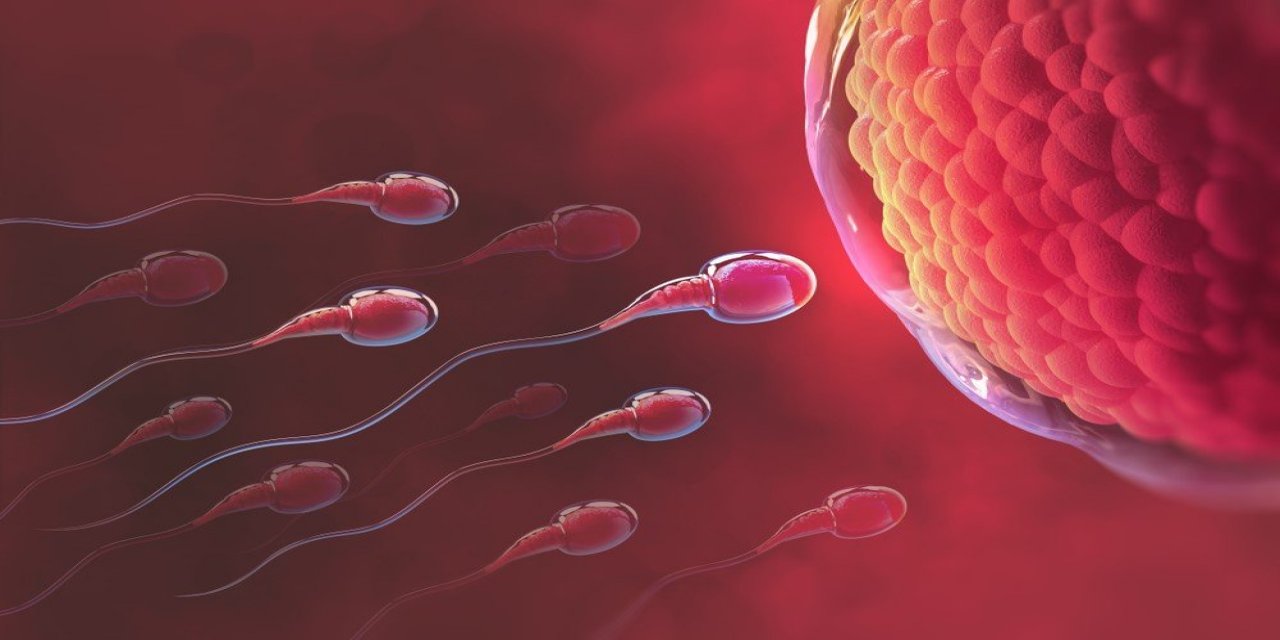 Sperm sayısını artıran 8 önemli besin