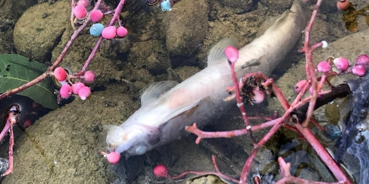 Kahramanmaraş'ta kirlenen akarsu balık ölümlerine neden oldu