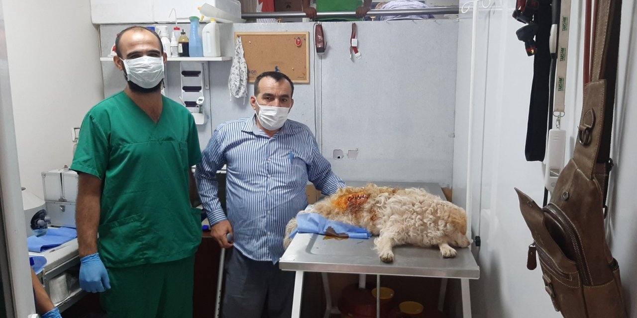 Elbistan’da yaralı köpeğe sahip çıktılar