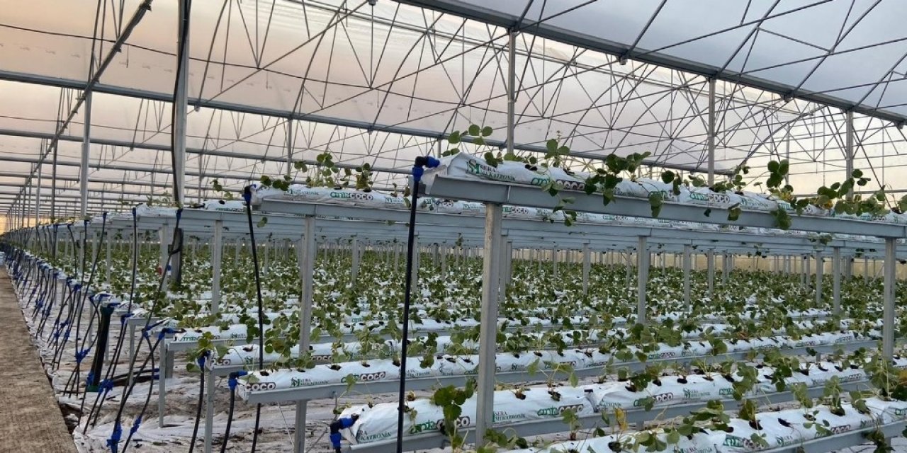 Kahramanmaraş'ta çiftçilere 2 bin 100 ceviz fidanı dağıtıldı