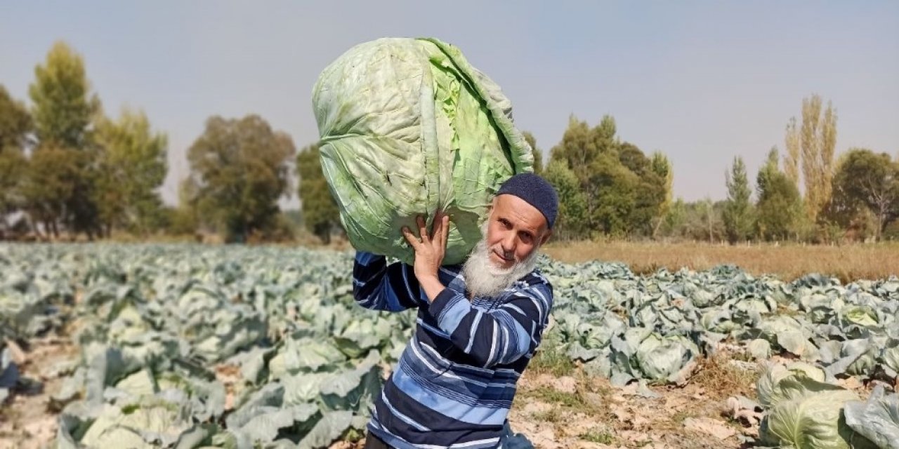 Kahramanmaraş'ta dev lahanalar hasat ediliyor