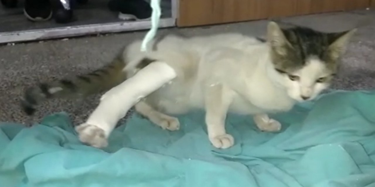 Kahramanmaraş'ta kırık ayağı ile hastaneye gelen kediye yardım