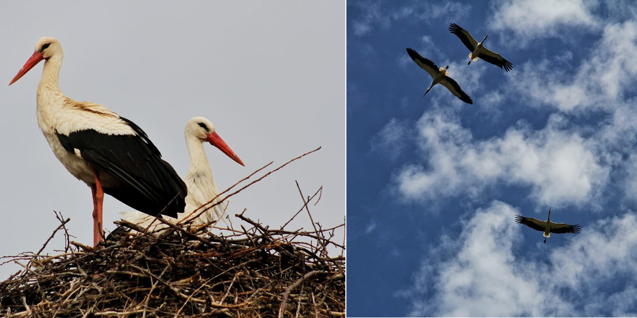 Leyleklerin Kahramanmaraş'tan başlayan göç yolculuğu