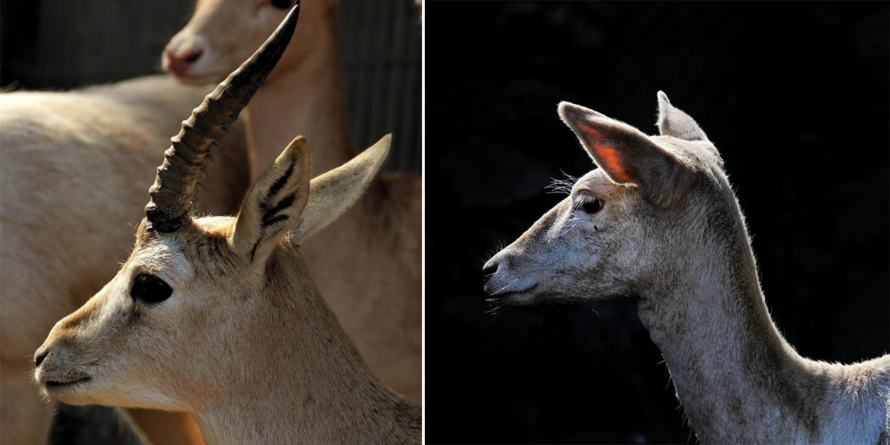 Başkonuş Yaylası’nın kızıl geyikleri fotoğrafçılar tarafından görüntülendi