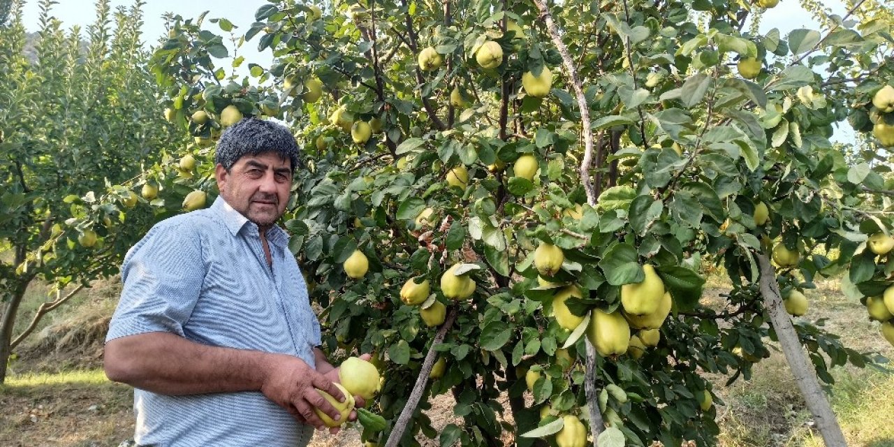 Kahramanmaraş'ta yetiştirilen Şahinkaya ayvasında hasat zamanı