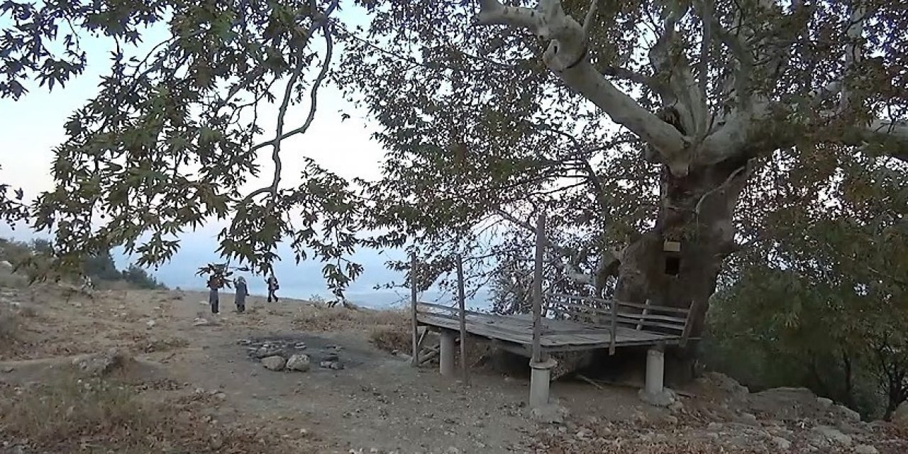 Kahramanmaraş'ta 5 asırlık ağaç koruma altına alındı