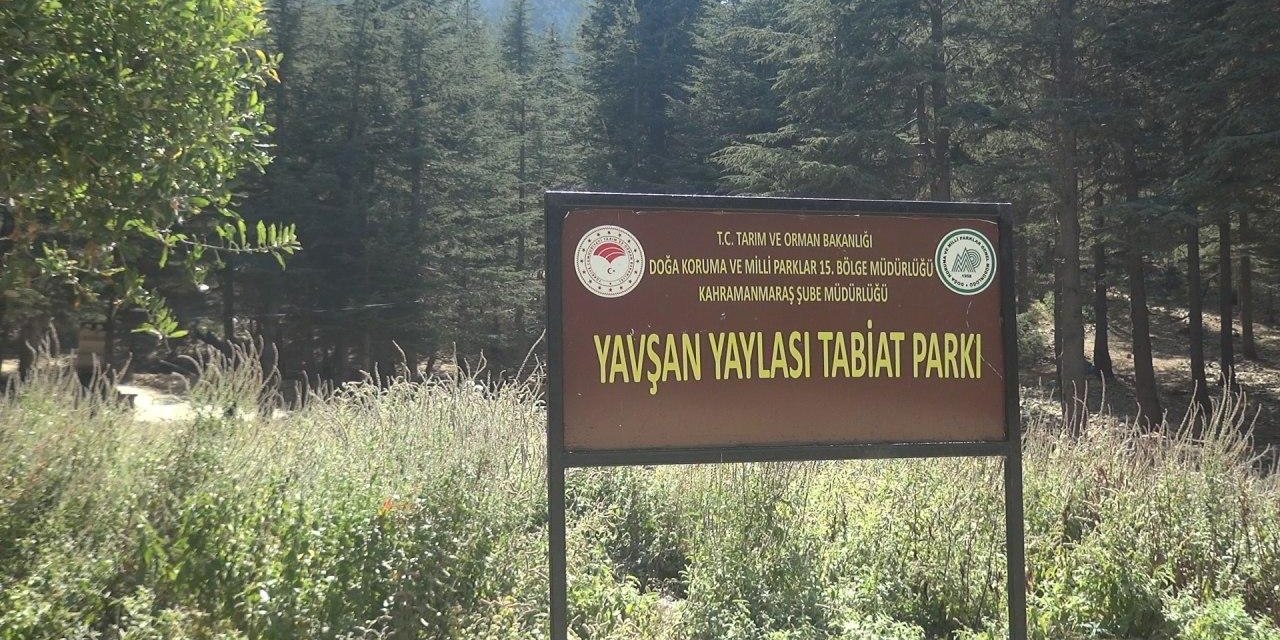 Yavşan, yaylacıların yeni gözdesi oldu