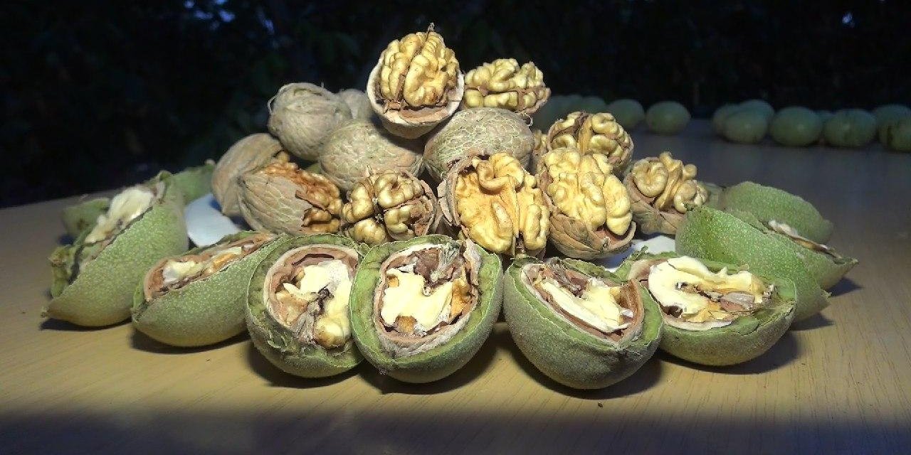 Kahramanmaraş’ta melezleme yöntemiyle ‘Diriliş’ cevizi üretildi