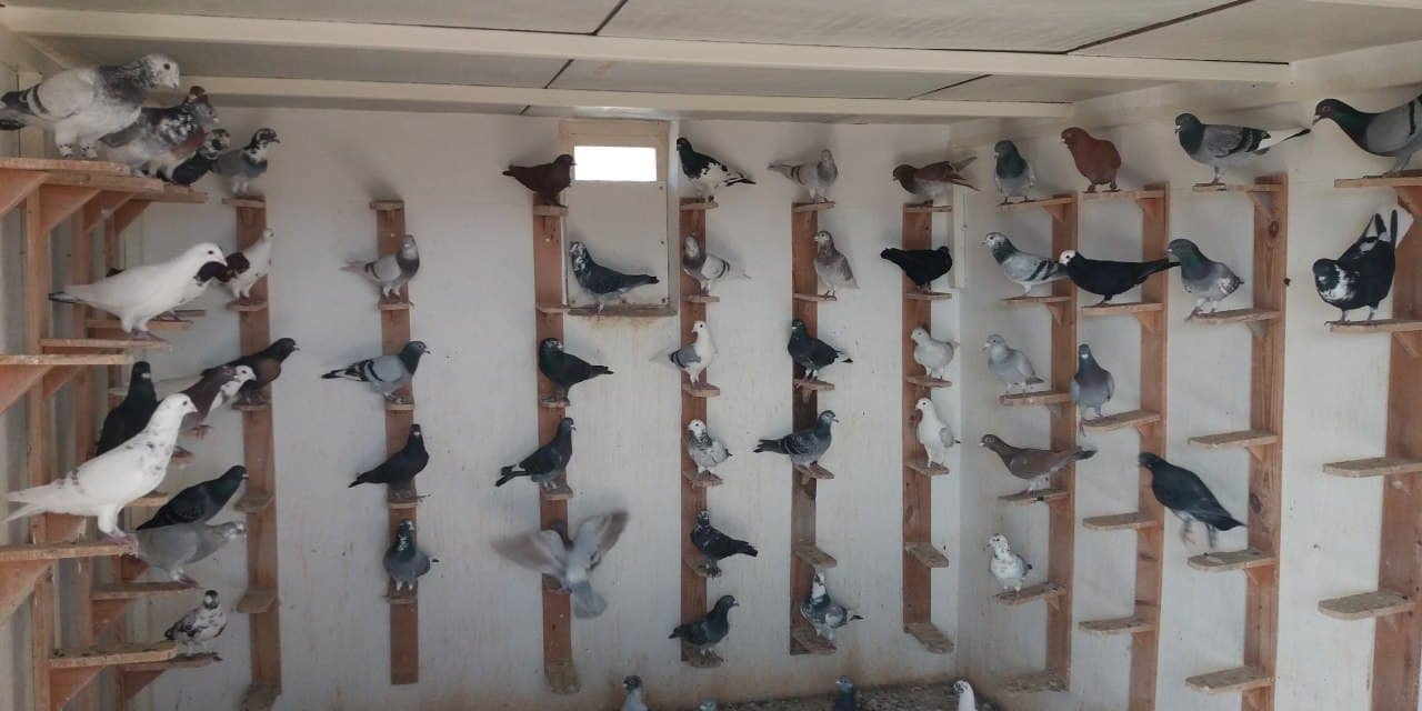 Kahramanmaraş’ta güvercinler için servet harcıyorlar