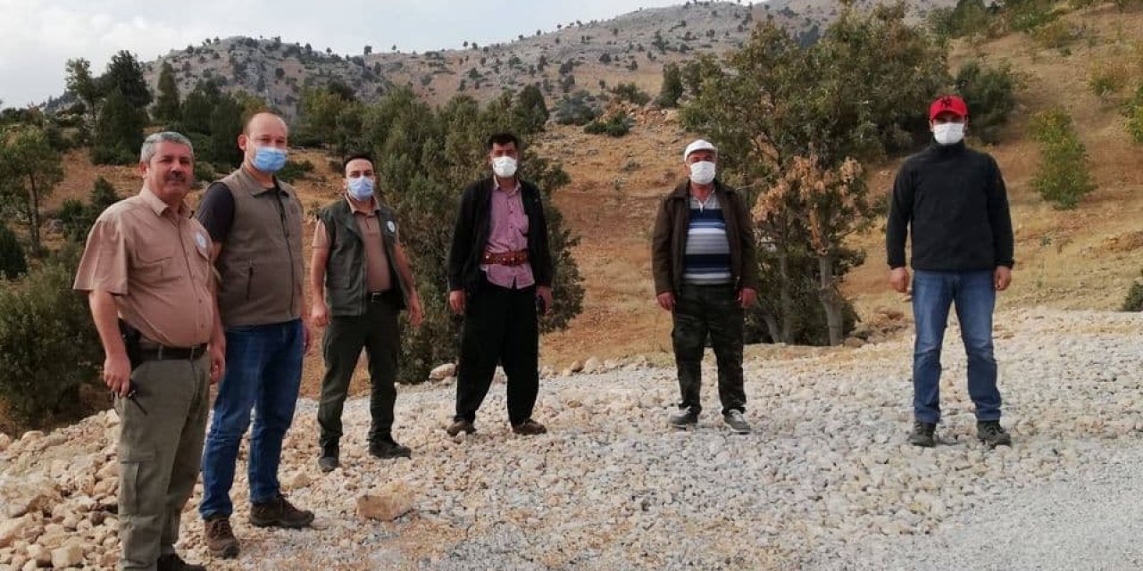 Kahramanmaraş’ta yaban koyunlarına GPS’li takip