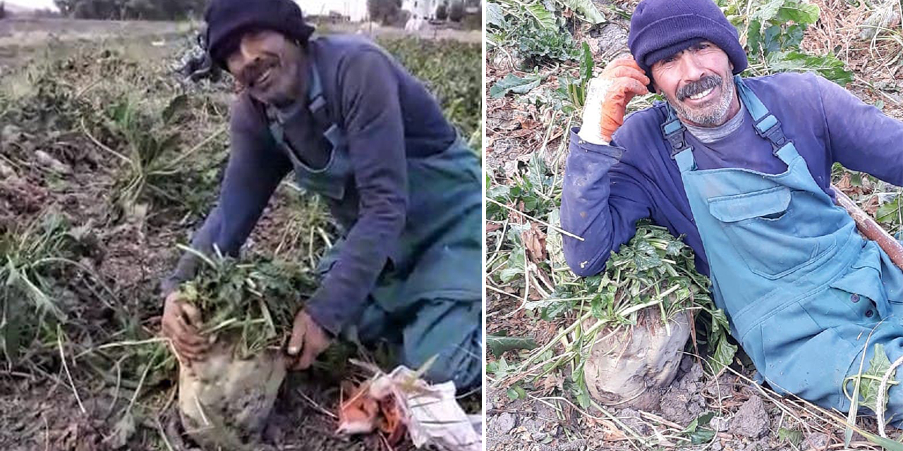 Elbistan'daki tarlasında her biri 20 kilogram gelen şeker pancarı üretti