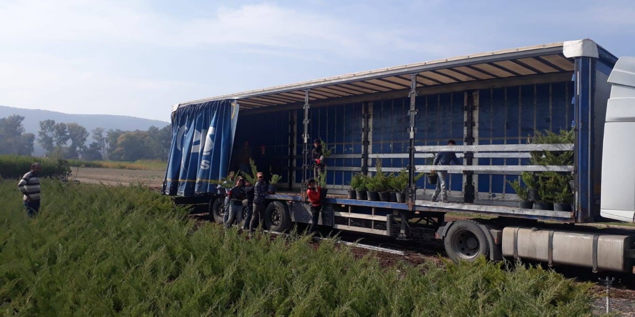 Milli Ağaçlandırma Günü için fidanlar hazır