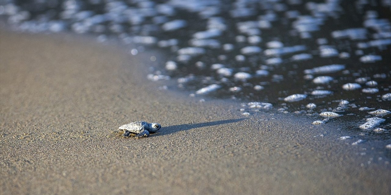 Korunan alanlarda 199 bin yavru kaplumbağa denize ulaştı