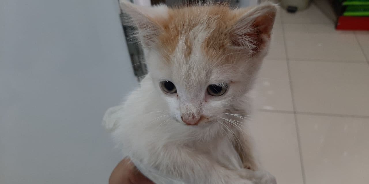 Elbistanlı vatandaşlar hastalanan yavru kediye sahip çıktı