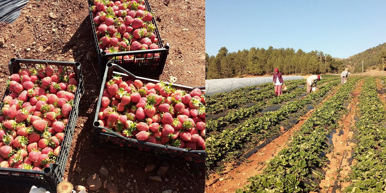 Türkoğlu'nda turfanda çilek hasadı başladı
