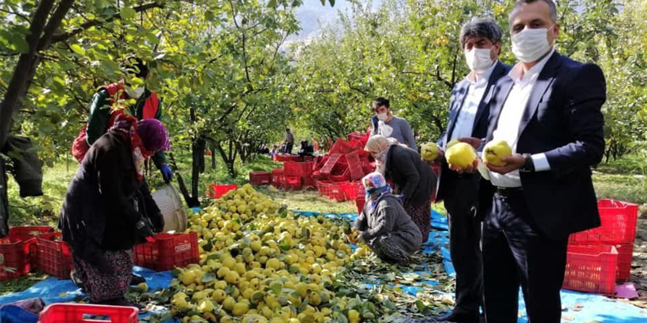 Kahramanmaraş’ta ayva hasadı başladı