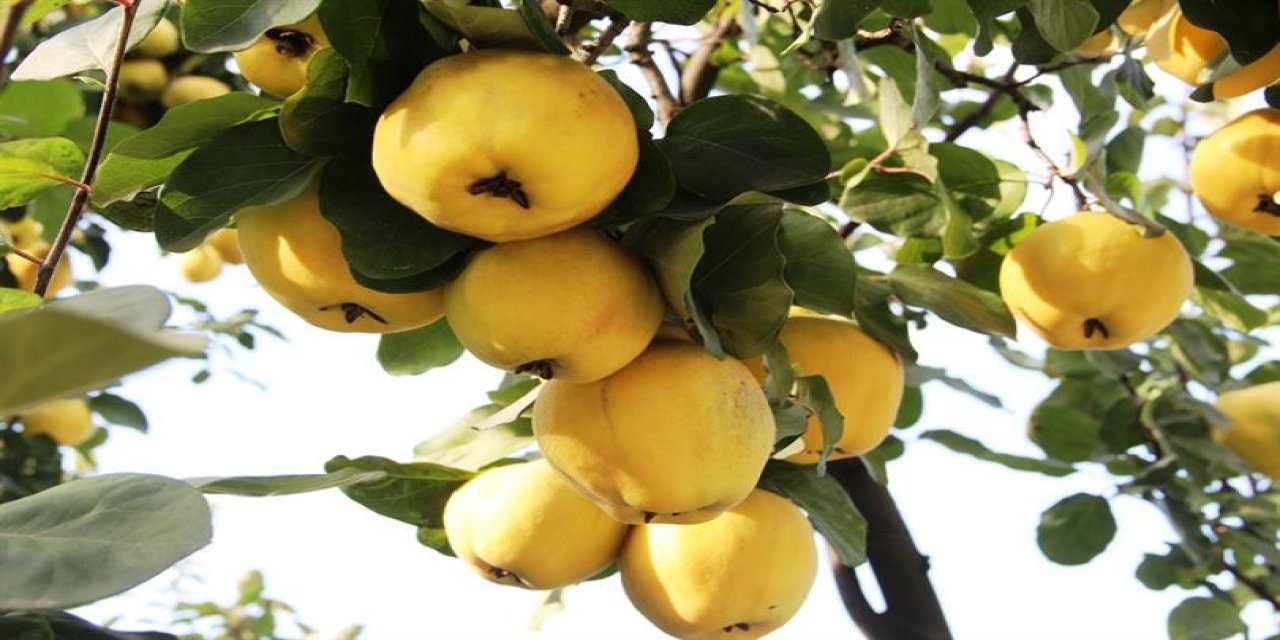 Kahramanmaraş'ta yetiştirilen Şahinkaya ayvası 10 ülkeye ihraç ediliyor