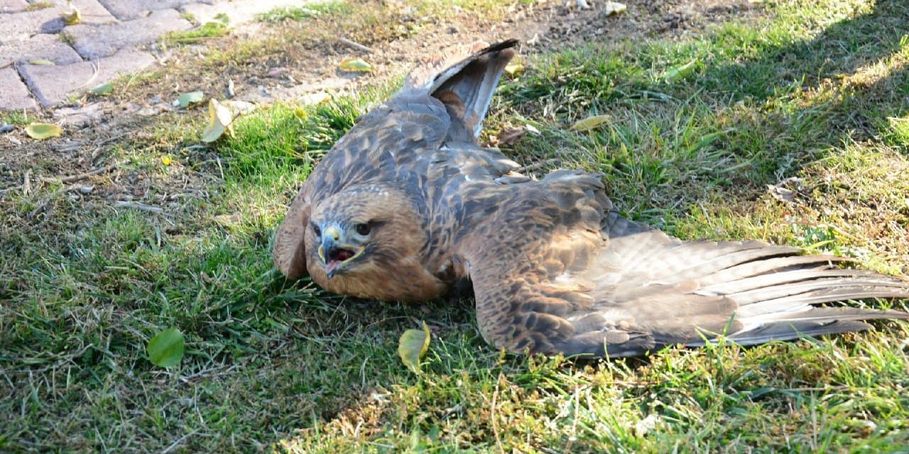 Kahramanmaraş'ta yaralı Şahin’e temizlik personeli sahip çıktı