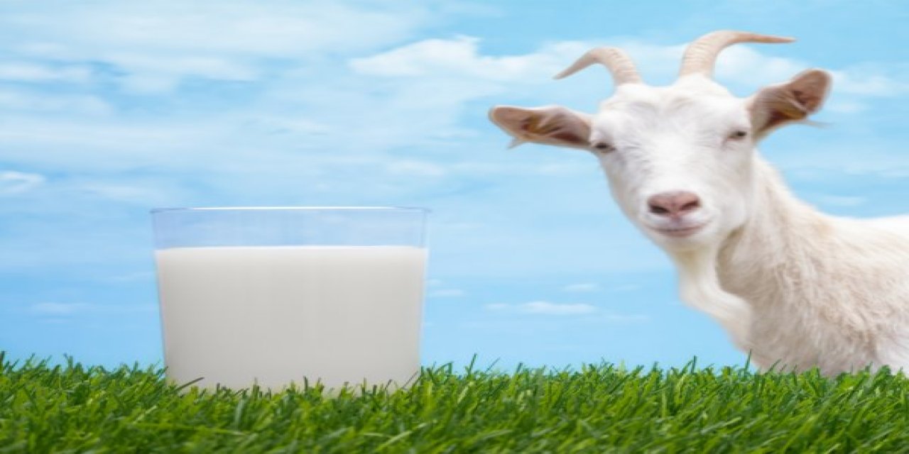 Kahramanmaraş'ta kaliteli keçi sütü üretmek için iki farklı keçi melezleniyor