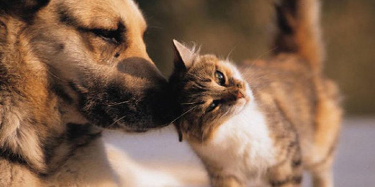 Kahramanmaraş'ta sokak hayvanları unutulmadı