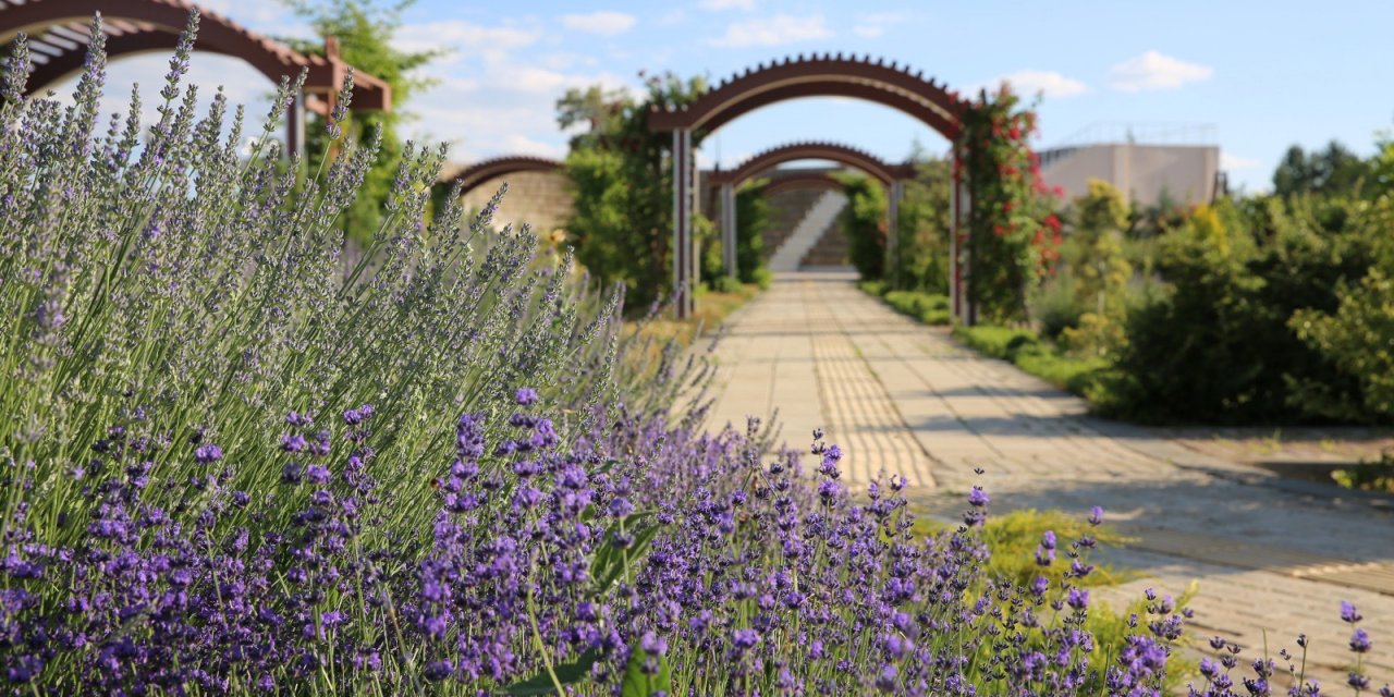 Afşin’in lavantaları dünyaya kapılarını açıyor