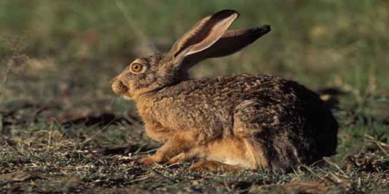 Kahramanmaraş'ta el projektörüyle tavşan avlayan 4 kişi yakalandı