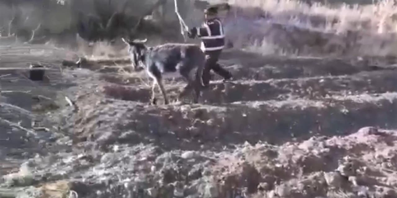 Kahramanmaraş’ta utandıran görüntüler! Eşeğe dakikalarca işkence etti